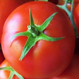 Pomidorų sėklos Sandoline h